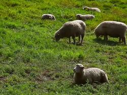 MS Flock of sheep in Daegwallyeong Yangtte Pasture (Sheep Farm) / Pyeongchang, Gangwon do, South Korea Stock Footage