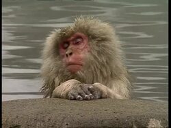 MCU Macaque relaxing in water Stock Footage