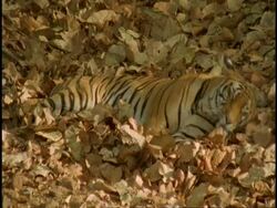 Royal Bengal tiger (Panthera tigris tigris) lying down, sleepy, Bandhavgarh National Park, India Stock Footage