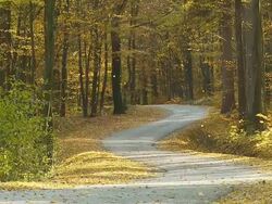 HD SLOW MOTION DOLLY: Leaves Falling From Trees Stock Footage