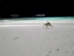 Funny Crabs Race Stock Footage