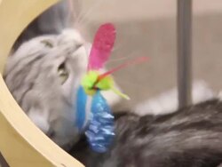 Grey and white cat bats at toy at Cat Cafe Stock Footage