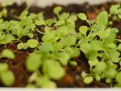 dolly : sprout Stock Footage