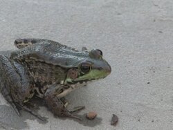 Frog 1 - HD 1080/30f Stock Footage