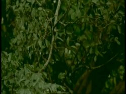 MS Nilgiri langur, Prebytis johnii, moving through trees, high speed, Western Ghats, India Stock Footage
