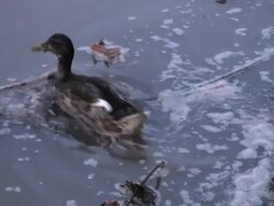 Dramatic cohabitation and adaptation of a duck in polluted waters Stock Footage