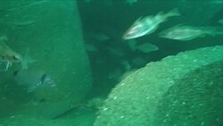 VOICED: Missing fish flock back for concrete 'reef' News Clip
