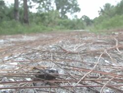 Struggling beetle Stock Footage