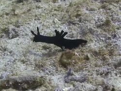 Black Nudibranch Stock Footage