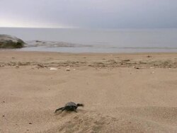 MS Baby sea turtle crawling in sand towards ocean / Greece Stock Footage