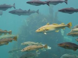 Alseund, the aquarium Stock Footage