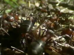 CU Lot of ants moving on ground / Visby, Nar, Ljugarn, Gotland, Sweden   Stock Footage