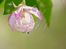 SLO MO Raining on the apple blossom Stock Footage