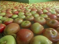 T/L - CU Apples moving through water in processing factory, England Stock Footage