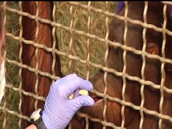 Heart disease is a leading killer of great apes in captivity. Atlanta''s zoo is home to the Great Ape Heart Project, which is dedicated to understanding, diagnosing and treating heart disease in the four types of great apes. Instructional Video