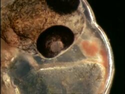 BCU Microscopic view of Sargassum Flying Fish (Cypselurus) Egg, Bermuda Stock Footage