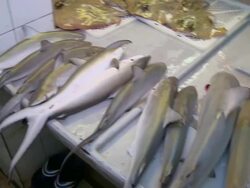 CU PAN Row of dead juvenile sharks on fish market counter / Brunei, Brunei Darussalam Stock Footage