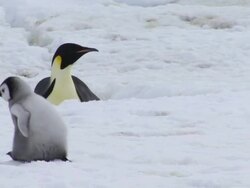 WS View of Emperor Penguin and chicks walking during winter / Antarctica Stock Footage