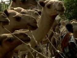 Camels at camel market Stock Footage