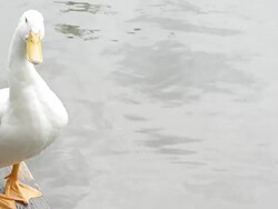 white ducks swim Stock Footage