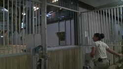 CLEAN : Chicken ice cream keeps Paris zoo wolves cool News Clip