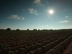 Potatoes field  Stock Footage