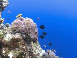 Blackfooted Anemonefish (Amphiprion nigripes) in Anemone with Threespot Dascyllus (Dascyllus trimaculatus), Meemu Atoll, The Maldives, Strong current Stock Footage