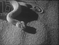 North African desert wildlife, c.1960 Stock Footage