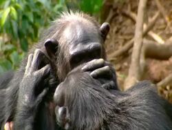 CU Chimpanzee, 2 adults grooming each other Stock Footage