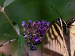 ECU TU TD SLO MO Eastern Swallowtail butterfly sipping nectar from butterfly bush and flying away / Morristown, New Jersey, USA Stock Footage