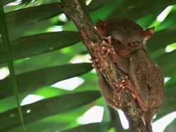 "LS of a Philippine tarsier widening eyes quickly while clinging to a tree / Bohol, Philippines" Stock Footage