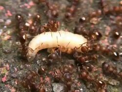 Ants hunting Stock Footage