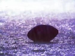 OVEREXPOSED slow motion MS tilt up football player puts hand on ball, snaps ball into play, blocking /rain Stock Footage