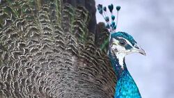 peacock Stock Footage