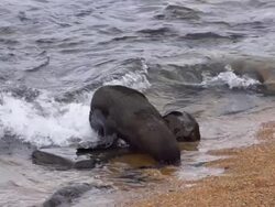 SLOW MOTION: Seal going  in Water Stock Footage