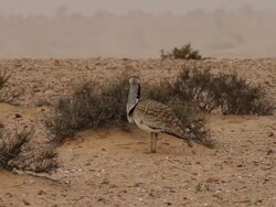 Houbara Bustard (Chlamydotis undulata) walking in desert Stock Footage