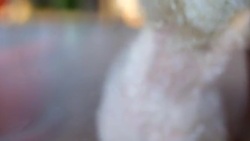 White dog Stock Footage