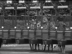 1953: 5th RACE: Track announcer Fred Caposela in booth SOT '...post time', PAN Starting gate, TU WS Starter George Cassidy, flagman holding up white flag, flag down, CU Stopwatch being started, thoroughbred racehorses out of starting gate, racing up track Instructional Video