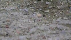 Clear water from the rain Stock Footage