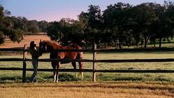 Woman strokes a horse while speaking to it standing next to a wooden fence. Stock Footage