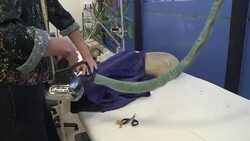 CLEAN : Costumier to the stars honoured by UK cinema after 175 years News Clip