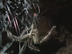TS Red-back spider attacking much larger huntsman spider, but failing to catch it / Melbourne, Victoria, Australia Stock Footage