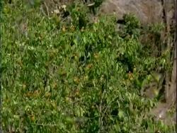 High Speed Lillian's love-birds, MS group on branch, fly off and return, foliage background, Mana Pools, Zimbabwe Stock Footage