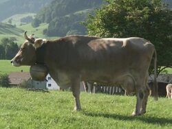 MS Swiss milk cow ruminant with traditional and typical cow bell / Appenzell, Appenzell Innerhoden, Switzerland Stock Footage