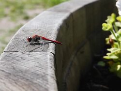 Dragonfly Stock Footage