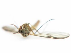 Mosquito Stock Footage