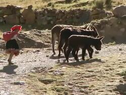 WS TS View of Woman in traditional Peruvian dress walking with three donkey sat Willkanuta mountain range / Cusco, Peru Stock Footage