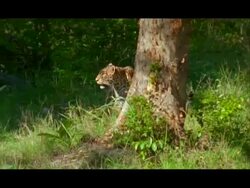 Leopard (Panthera pardus), Nagarahole, Southern India Stock Footage
