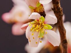 Apricot flower Stock Footage