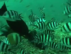 Medium static - Pilot fish and other fish swarm along the ocean floor. Stock Footage